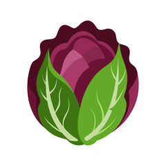Radicchio vegetable vector illustration