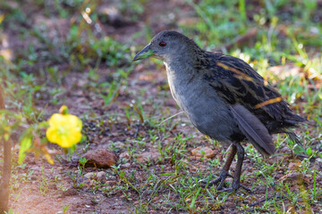Ash-throated Crake