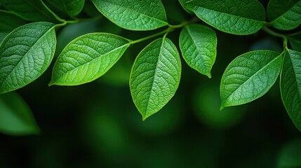 Fototapeta premium Lush Green Leaves Creating a Serene Natural Backdrop for Organic Freshness and Tranquility in Nature