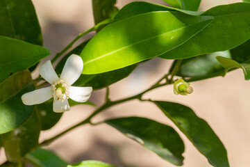 Pollinated lemon flower with lemon barely formed after pollination