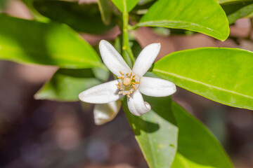 Pollinated lemon flower with lemon barely formed after pollination
