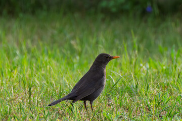 Bird Bath Serenity A Charming Feathered Visitor Delights in Natures Embrace and Beauty All Around Turdus merula