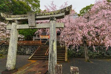 View of the beautiful cherry blossoms with the Japanese temple in the background in spring in Japan.