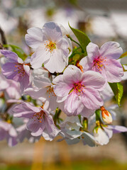 View of the beautiful cherry blossoms with the traditional Japanese house in the background in spring in Japan.