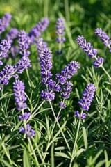 Obraz premium lavender flowers are growing in a field with green grass
