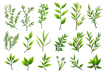 Obraz premium Various Green Leaves and Plant Sprigs for Nature Design Projects