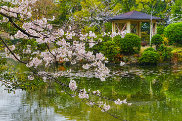 View of the beautiful cherry blossoms at a Japanese park on a rainy day in spring in Japan.