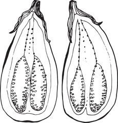 Hand-drawn eggplant halves – vintage botanical vegetable illustration