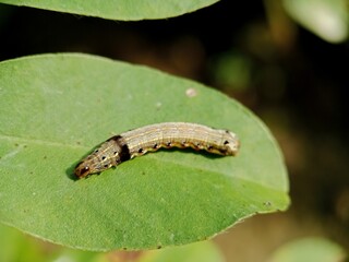 Armyworm (Spodoptera litura) on bean leaves