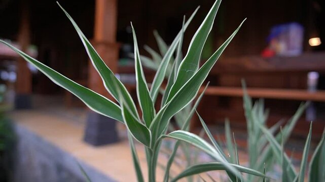 close up of a plant in the beautiful garden