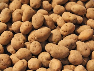 Fresh Organic Potatoes with Soil on Surface in Natural Daylight Close-up View