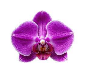 orqu&iacute;deas