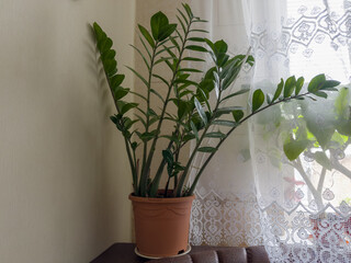 Zamioculcas as houseplant growing in flower pot indoors