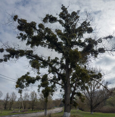 Old black poplar densely overgrown with mistletoe against cloudy sky