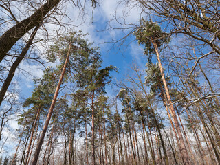 Tops of high pines and deciduous trees in winter forest