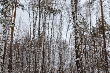 Trunks of birches and pines in a snowy winter forest