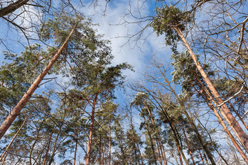 Tops of high pines and deciduous trees in winter forest