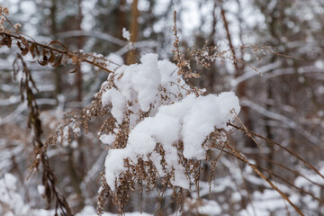 High last year's withered grass covered with snow in forest