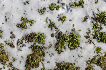 Grass showing through thawed patches of snow in sunny morning