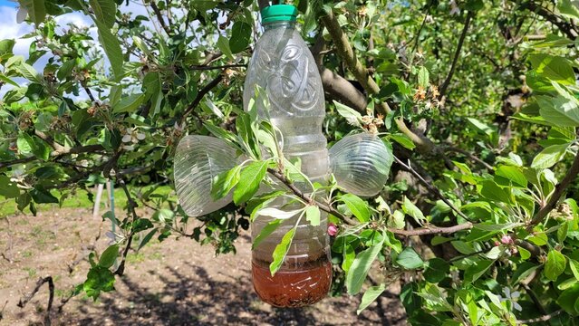 Bouteille modifi&eacute;e pour attraper les gu&ecirc;pes et frelons dans un pommier