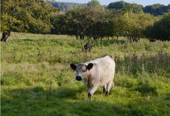 Highland Calve - Haithabu - Germany