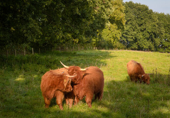 Highland Cows - II - Haithabu - Germany