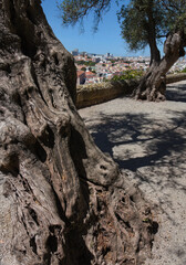 old olive trees - I - Sao Jorge Castle - Lisbon