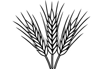 ears of wheat © SHIKHA 