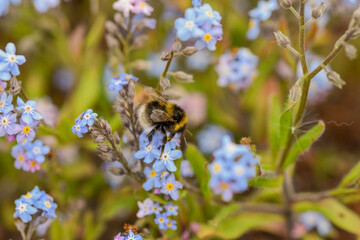 Close-up of a bee on blue flowers