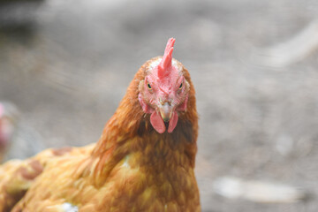 Close-up of a proud brown chicken with red comb