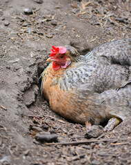 Chicken resting on the ground in natural habitat