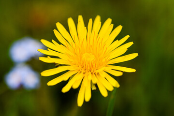 Obraz premium Yellow dandelion flower blooming in green field