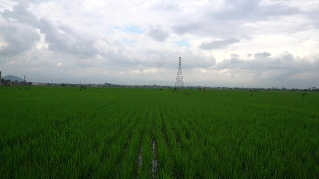 wind turbine on green field ricefield