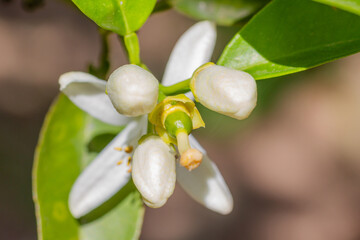 Newly formed lemon after pollination surrounded by other lemon tree flowers