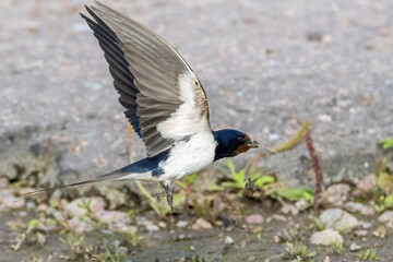 Barn swallow