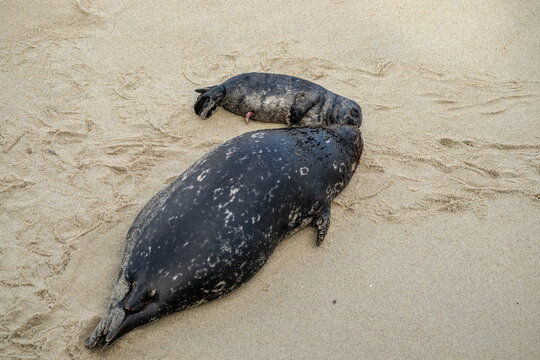 Baby Seal With Ambilical Cord Sleeps Next To Mother Seal