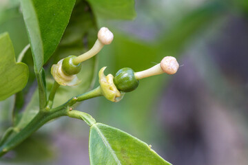 Two newly formed oranges after pollination of orange blossom flowers on an orange tree in Valencia