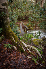 Bright White Tree Root Covered In Moss With Tree Trunk Bridge In The Background