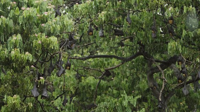 flying fox hanging on the tree on rainy season in Thailand