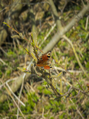 motyl