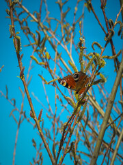 motyl