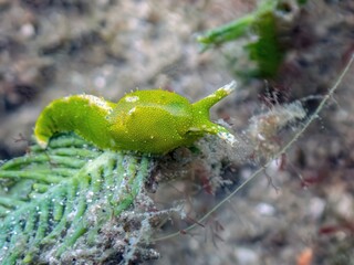 Caulerpa Sea Slug (Oxynoe antillarum) at the Blue Heron Bridge in Riviera Beach, Florida