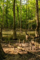 Cypress Knees Stand in The Mud With Low Water In Cedar Creek Of Congaree