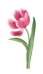 Watercolor tulip with green leaf. Hand drawn watercolor floral illustration, isolated white background