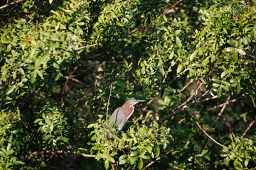 Little Blue Heron Sitting in Green Bush