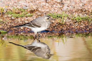 white wagtail