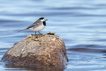 white wagtail