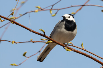 white wagtail
