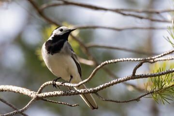 white wagtail