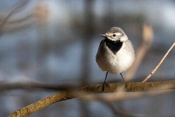 white wagtail